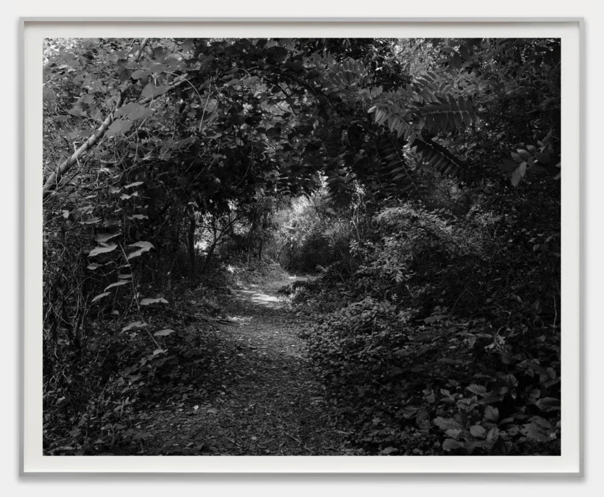 7_IMG_4986_lightonthetrail